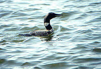 Loon In Water at Lake Vermilion